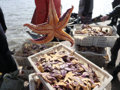 Amazon's Starfish Initiative: Revolutionizing Product Listings and Transforming E-Commerce